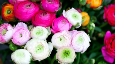 置き場に困らない！事務所開設祝いは“花以外×実用”で選ぶ