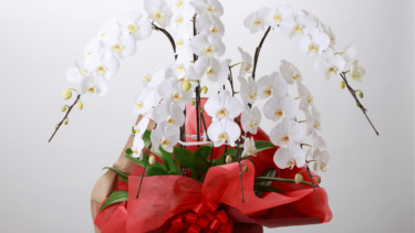【保存版】お祝いに胡蝶蘭は何を選ぶ？相場・本数・色の完全ガイド