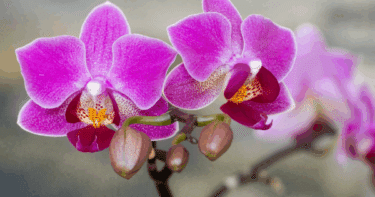 【失敗しない】光触媒胡蝶蘭とは？効果・選び方・CT触媒との違いを1分解説