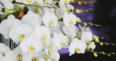 結婚祝いに胡蝶蘭はアリ？式場NG回避の正しい贈り方ガイド