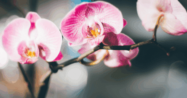 とにかく安く！“予算1万円台”で見栄えする胡蝶蘭の選び方