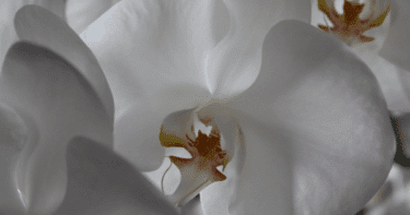 【保存版】生花の胡蝶蘭の選び方｜本数・輪数・相場・マナーを完全解説